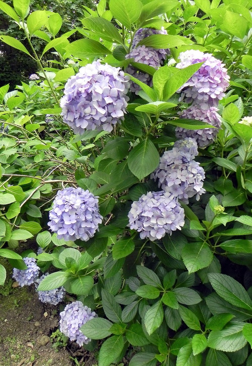 DSCN1461