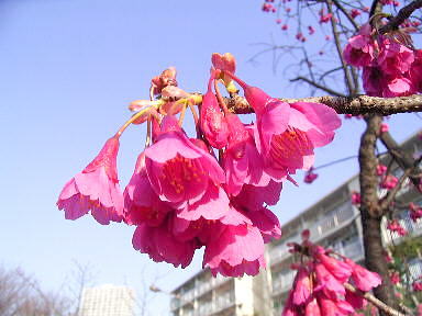 Drecom Isao Oのブログ カンヒザクラ 寒緋桜 Nhk ラジオ深夜便 Drecom Isao Oのブログ カンヒザクラ 寒緋桜 Nhk ラジオ深夜便