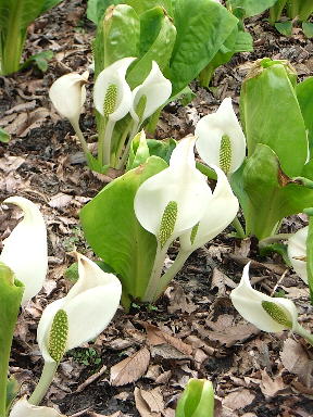 ３みずｂｚしょう