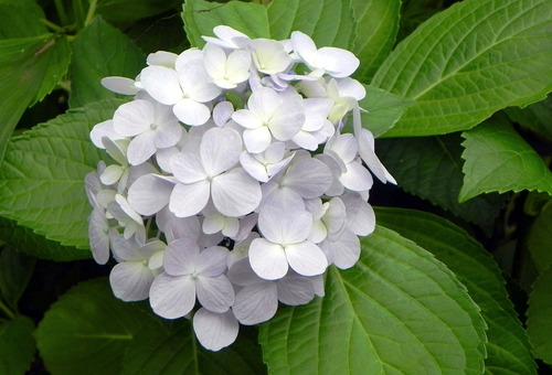 DSCN1449