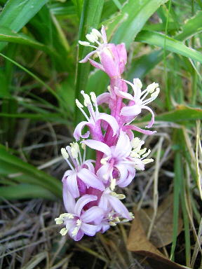 2011 11 28 バリ　キチジョウソウ　祝意