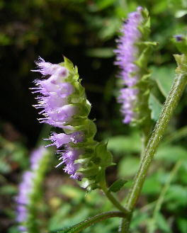 30 なぎなたこうじゅ