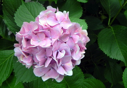 DSCN1455