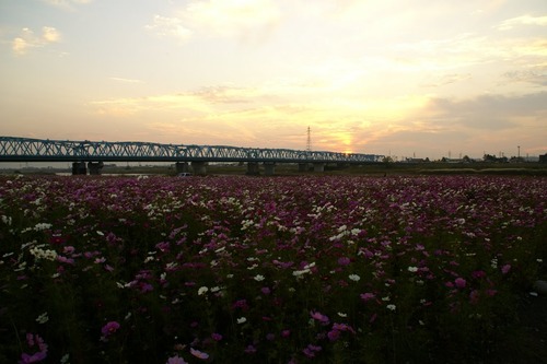 6427373 神通川河川敷