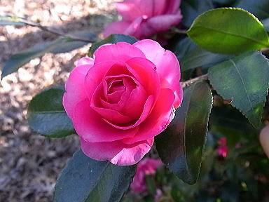 9　寒椿　紅一点