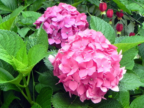 DSCN1445