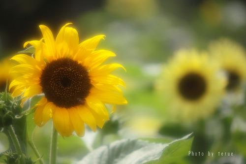 95d1411adea5f99f221db5e18a4f76ce