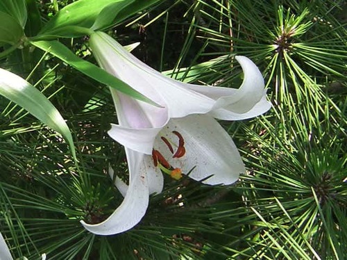 28 ささゆり　松江の花図鑑より