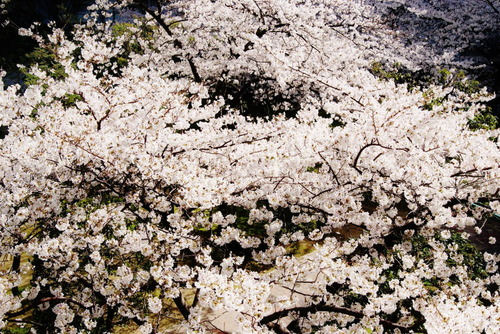 DSC05270