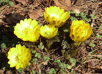 23 ふくじゅそう