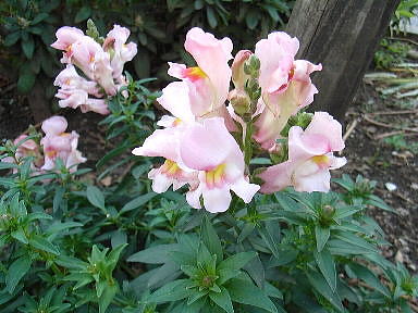 26 金魚草　きんぎょそう