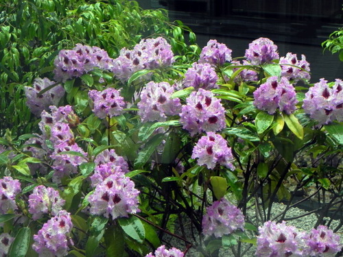 DSCN0144 - コピー