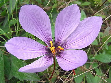 26 さふらん　愛への誘い