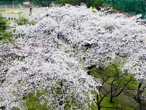DSCN8043
