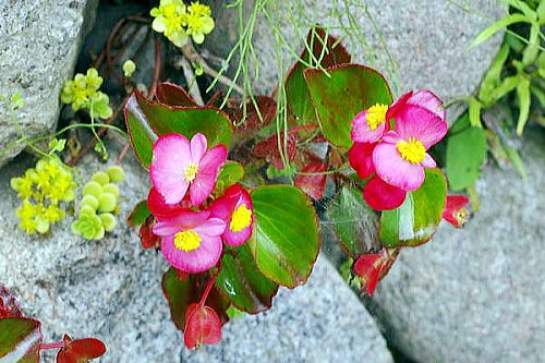 四季咲きベゴニア広島の植物ノートより