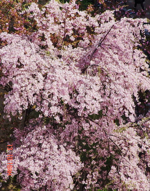 dsc02793.jpg