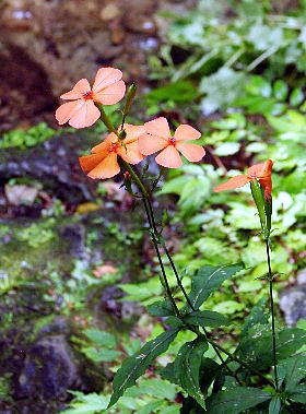 31 フシグロセンノウ