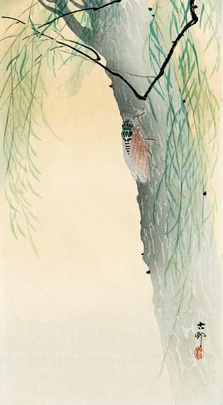 小原古邨　柳に蝉