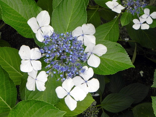 DSCN1431