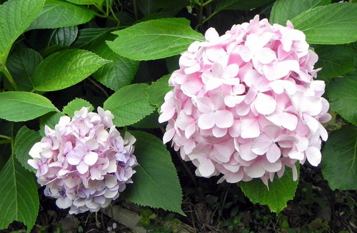 DSCN1456