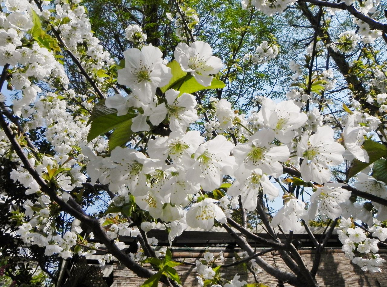 Drecom Isao Oのブログ さくらんぼ 佐藤錦の花