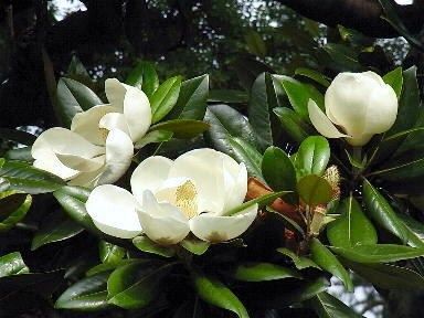 17 たいさんぼく