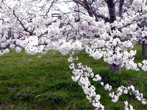 DSCN4480-1000 虎御前山麓