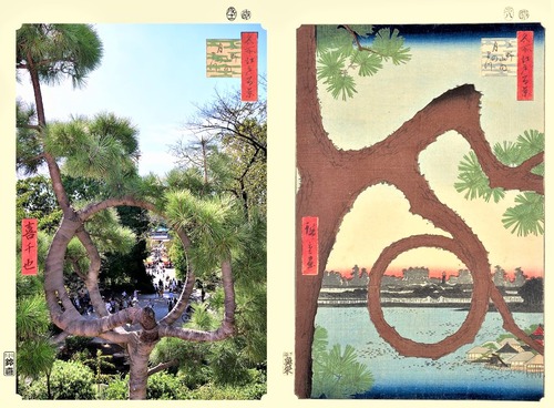 上野山内月の松