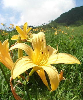 24 にっこうきすげ