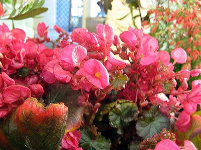 1226　フユベゴニア