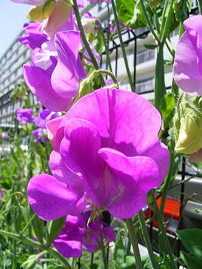 ２８すいとぴー