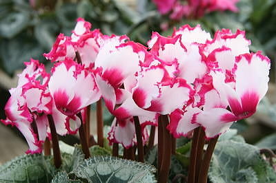 Drecom Isao Oのブログ シクラメン Nhk ラジオ深夜便 今日の誕生花