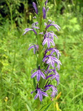 30さわききょう