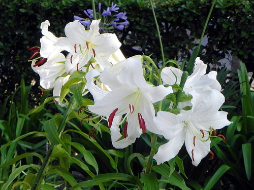 DSCN7544-1000