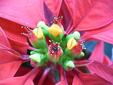 1222 ポインセチア