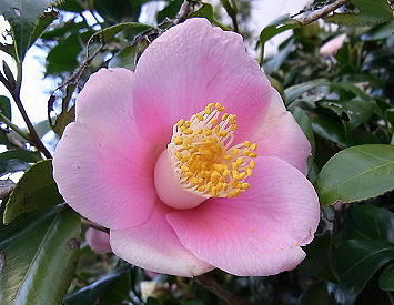 14 椿　気取らない優美さ