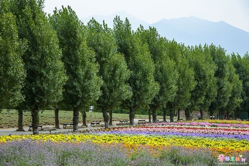 97788414 Farm Tomita - コピー