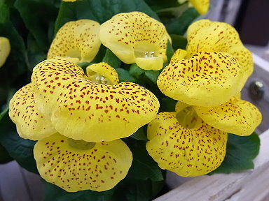 30きんちゃくそう