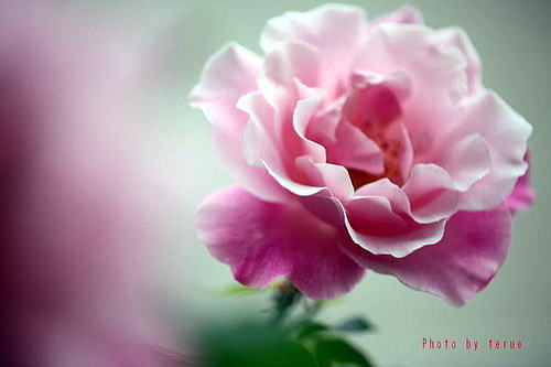 Drecom Isao Oのブログ 薔薇 ラジオ深夜便 今日の誕生花と花言葉