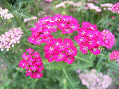 17 のこぎりそう