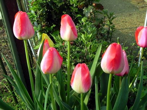 DSCN9381