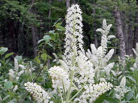 19 こばいけそう