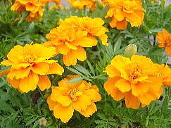 5 マリーゴールド