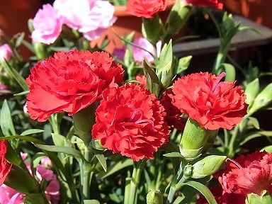 １０かーねーしょん