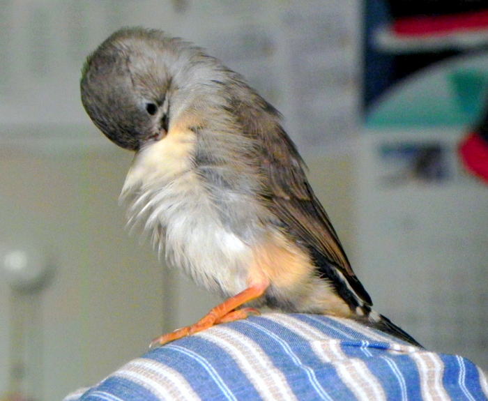 Drecom Isao Oのブログ 胡錦鳥 寿々丸の毛づくろい