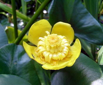 Drecom Isao Oのブログ 11年08月06日