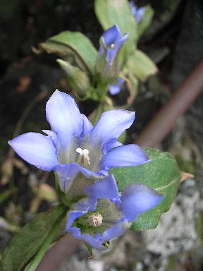 21 おおやまりんどう