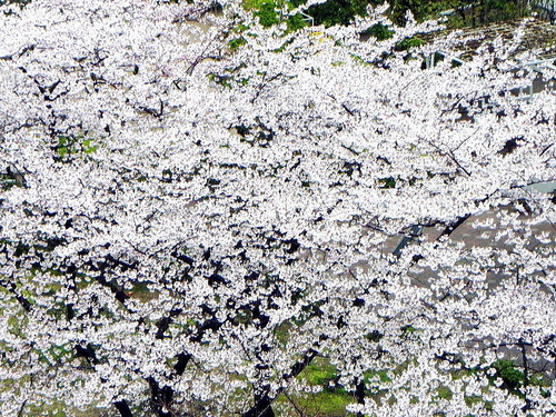 DSCN3993-1000
