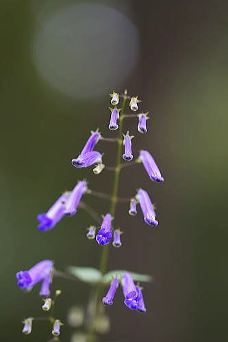 22 あきちょうじ