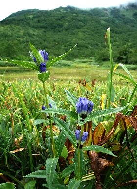 oyamarindouL3四季の山野草栂池自然園